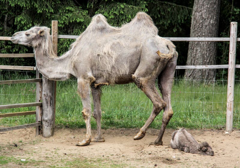 Newborn camel stock photo. Image of calf, birth, bactrian - 30558866