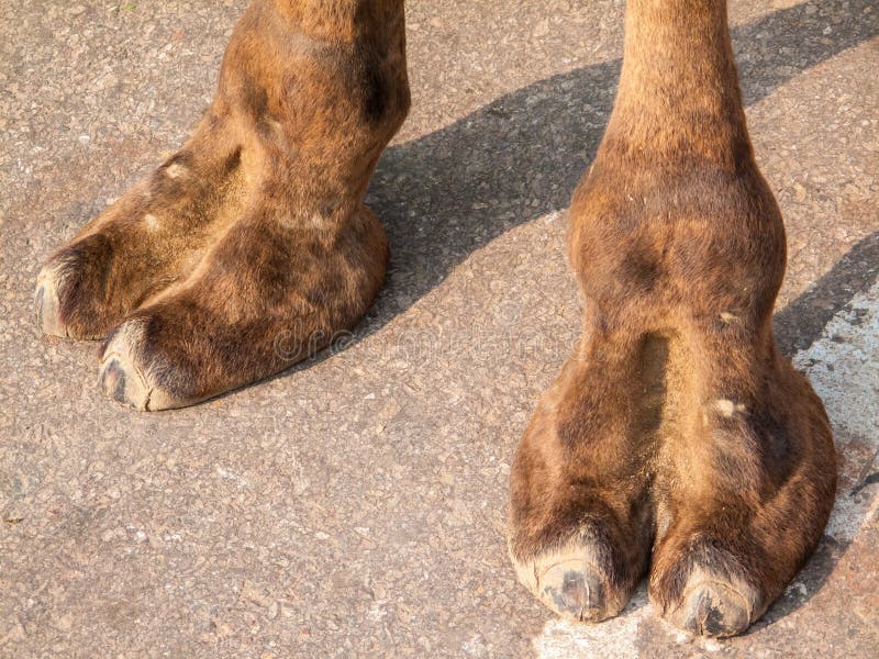 Camel Feet stock photo. Image of animal, close, closeup 81715482