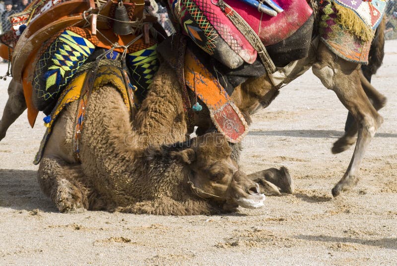Camel fight stock image. Image of right, traditional, conventional