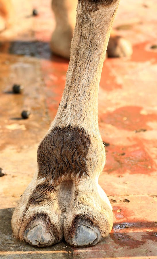 Camel foot stock photo. Image of wild, colored, animal 21729050