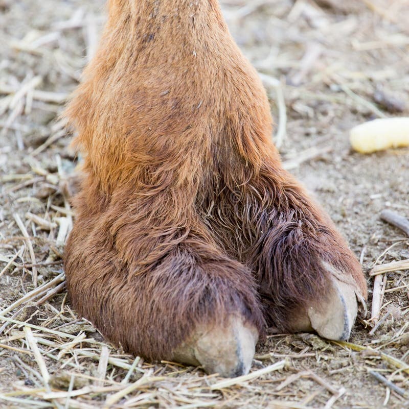 512 Camel Foot Stock Photos Free & RoyaltyFree Stock Photos from Dreamstime