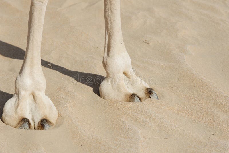 camels hooves