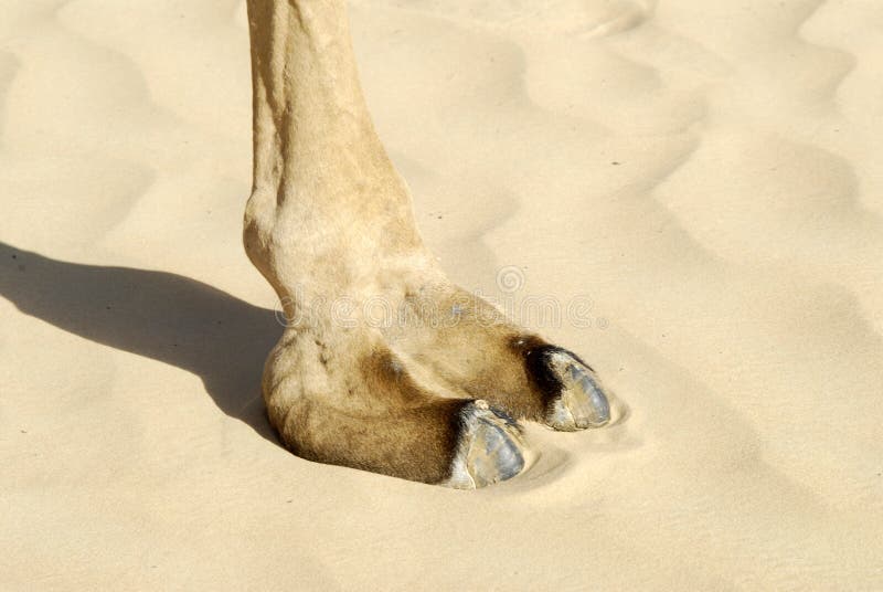 Closeup of a camel&#x27;s foot on sandy terrain, revealing its distinctive toes and the prominent cushioning pad. Closeup of a camel&#x27;s foot on sandy terrain, revealing its distinctive toes and the prominent cushioning pad.