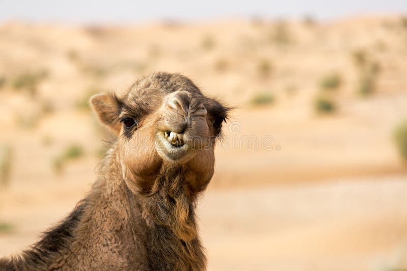 2 332 Funny Camel Face Photos Free Royalty Free Stock Photos From Dreamstime