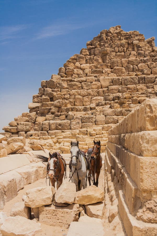 Camel and Giza Pyramids