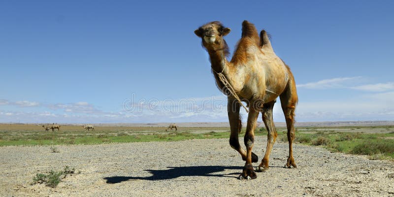 Camel in the Gobi Desert in Mongolia Stock Photo - Image of animal, africa: 124304672 Camel in the Gobi Desert in Mongolia Stock Photo - Image of animal, africa: 124304672
