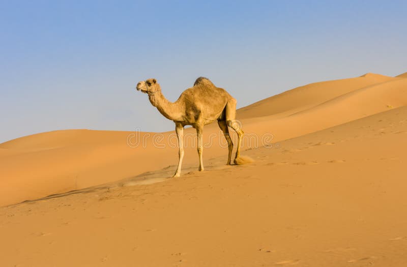 Camel in Gulf desert