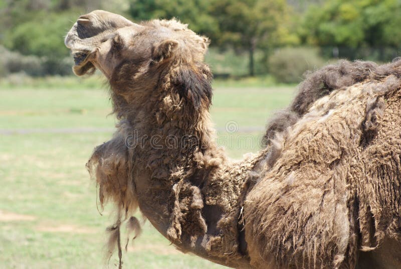Camel Hair Stock Photos - Download 2,590 Royalty Free Photos