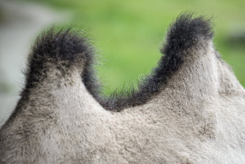 Camel Hump Closeup. the Back of a Camel with Two Humps. Humpback