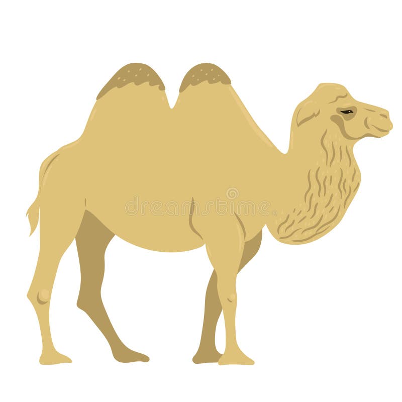 Camel isolated on white background. Vector graphics royalty free illustration