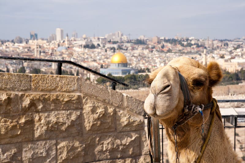 Camel Jerusalem royalty free stock photography Camel Jerusalem royalty free stock photography