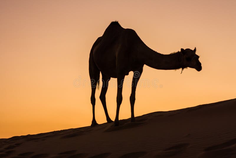 En el mas grande Área en mata, Emiratos Árabes Unidos.