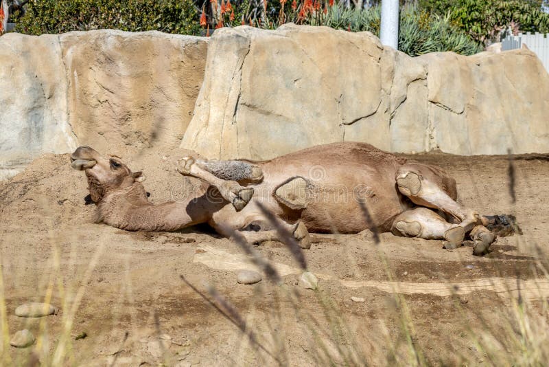 162 Camel Lying Down Stock Photos - Free & Royalty-Free Stock Photos ...