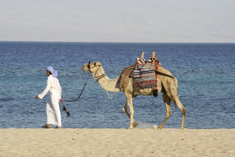 Camel man walking red sea