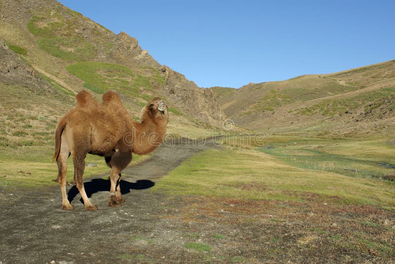 Camel in Mongolia