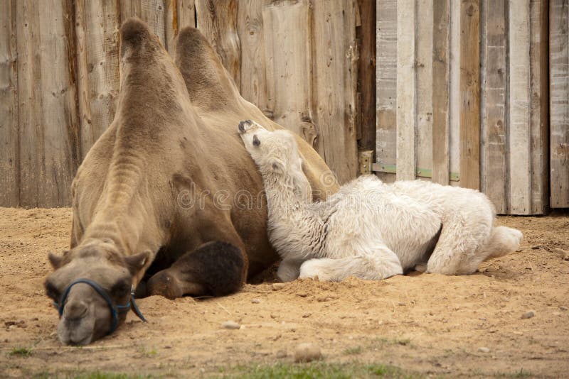 Mother camel with baby stock image. Image of rest, protective - 4773193