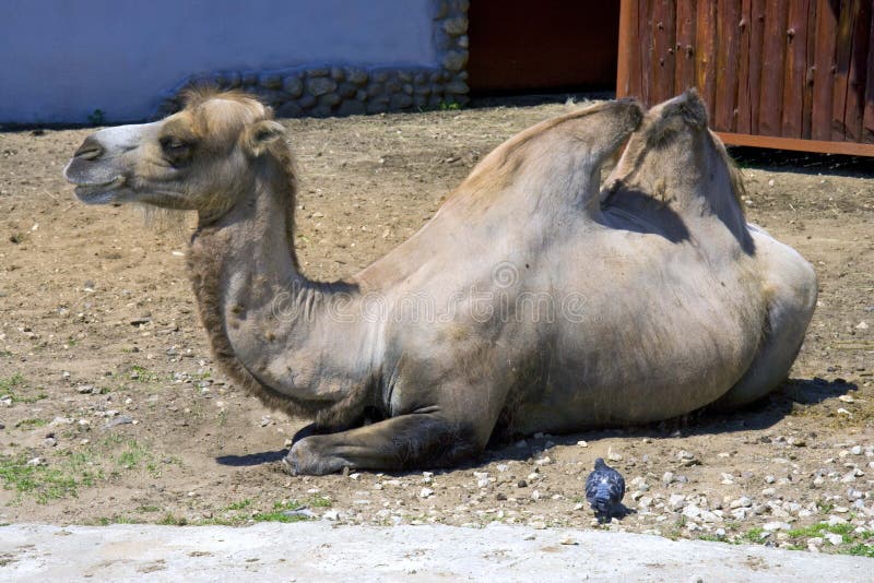 Camel stock photo. Image of neck, desert, steppe, nostrils - 42454610