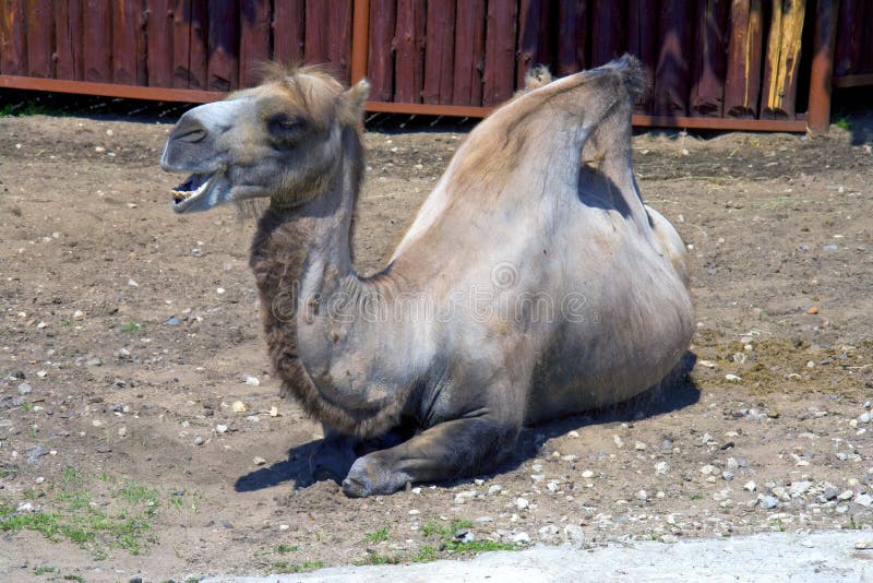 Camel stock image. Image of nostrils, ruminant, neck - 42454729