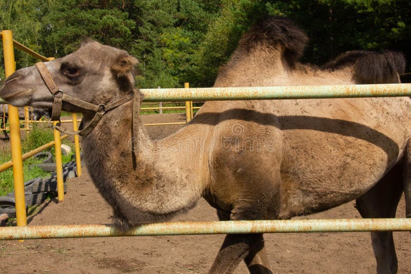 Camel in a Paddock on a Farm. Wild Animal Locked Up, Stock Image - Image of outdoor, zoology: 199481145 Camel in a Paddock on a Farm. Wild Animal Locked Up, Stock Image - Image of outdoor, zoology: 199481145