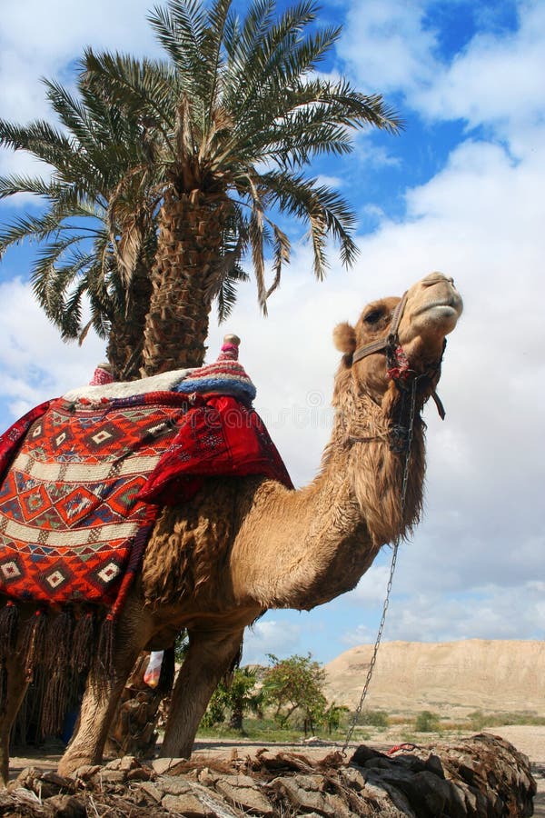 Camel and Palm Tree royalty free stock photo