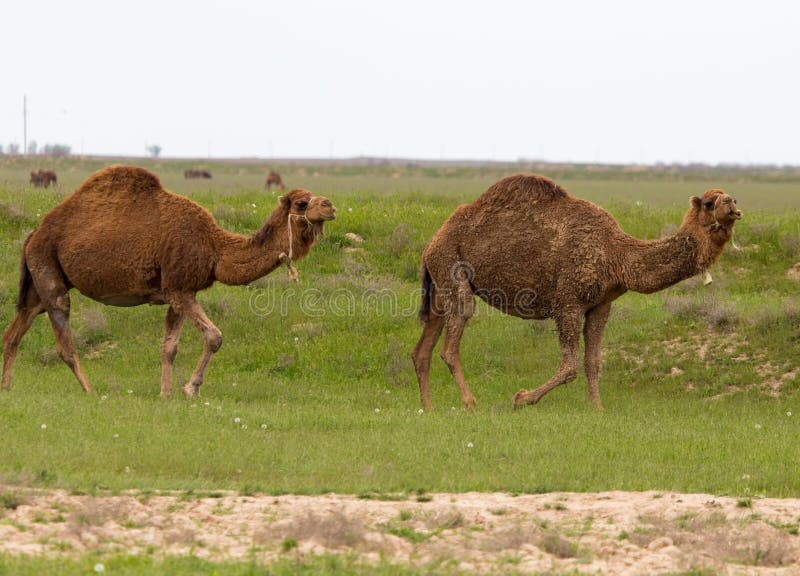 Camel in the Pasture in the Spring Stock Image Image of brown, meadow