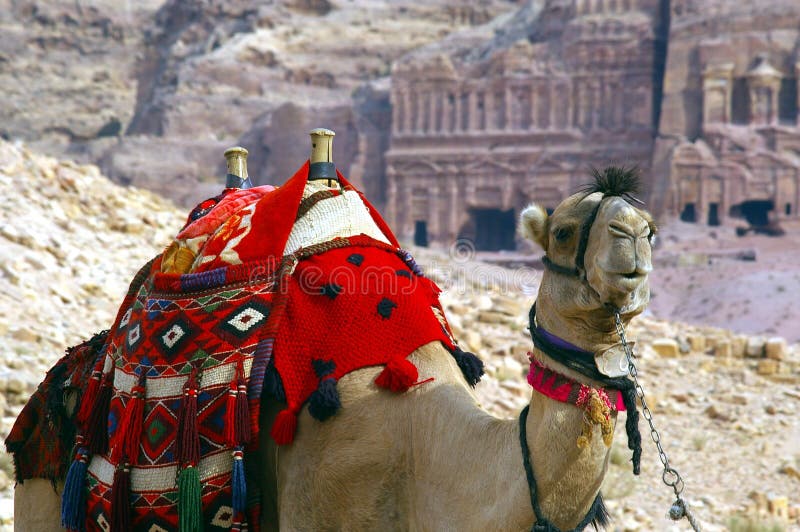 Simbolo dell'africa e del medio oriente , di trasporto, di viaggio e di avventura il cammello di fronte scolpito rovine di petra, in giordania.