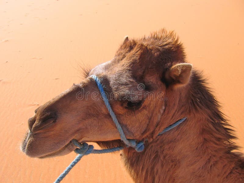 Camel portrait, Erg Chebbi
