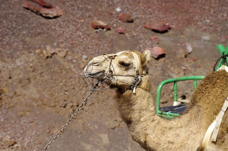 Camel, portrait, Timanfaya National Park, Lanzarote