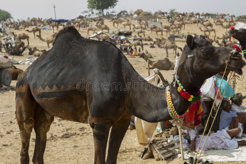 Camel and Horse Riding in Nairobi Kenya Editorial Photo Image of