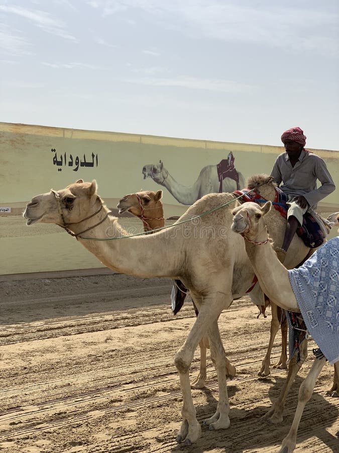 Camel race - training unit editorial stock image. Image of group ...