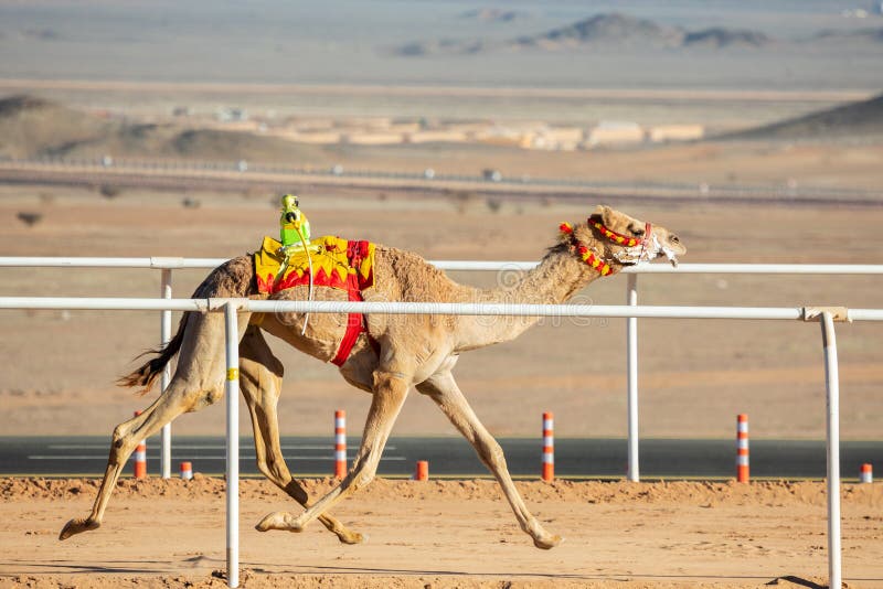 Camel Racing for the King S Cup, Al Ula, Saudi Arabia Stock Image
