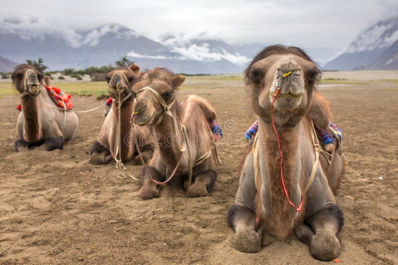 camel safari in ladakh price