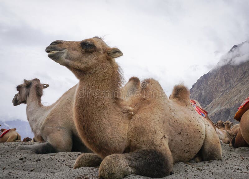 Camel Safari in Nubra Valley, Ladakh, India Stock Image - Image of hump, dryness: 106487751 Camel Safari in Nubra Valley, Ladakh, India Stock Image - Image of hump, dryness: 106487751