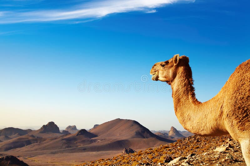 Camel in Sahara Desert