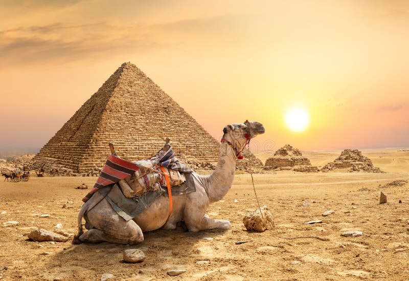Camel in sandy desert royalty free stock photos