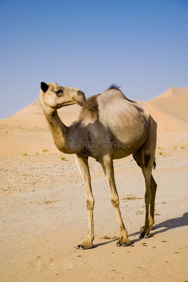 Il cammello, la nave del deserto, è stato venerato da bedoins.