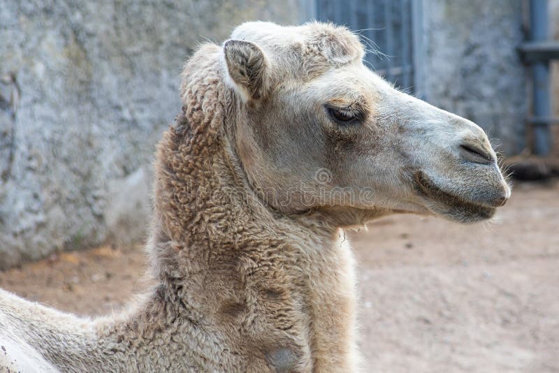 A Camel in the Siberian Zoo. Camel S Head Close-up. Long Camel Hair Stock Photo - Image of wild, natural: 229763152 A Camel in the Siberian Zoo. Camel S Head Close-up. Long Camel Hair Stock Photo - Image of wild, natural: 229763152