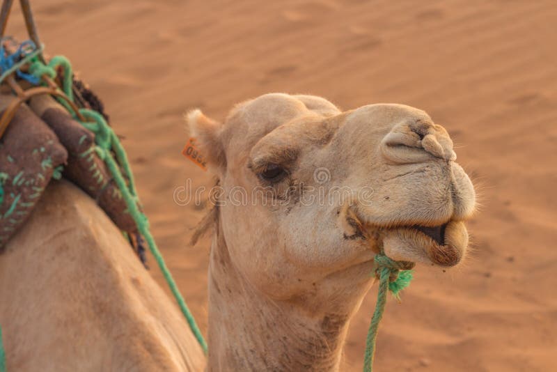 Camel Sitting on the Hot Sand of the Sahara Desert Stock Image Image