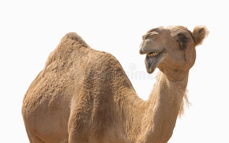 Camel smile