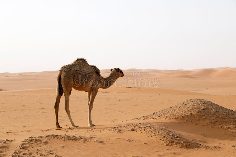 A Camel Stands in the Desert of Saudi Arabia Stock Image Image of