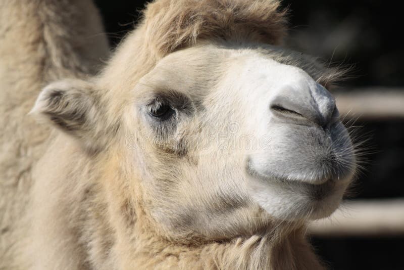 Camel stock image. Image of visitor, foal, pile, camel - 40119943