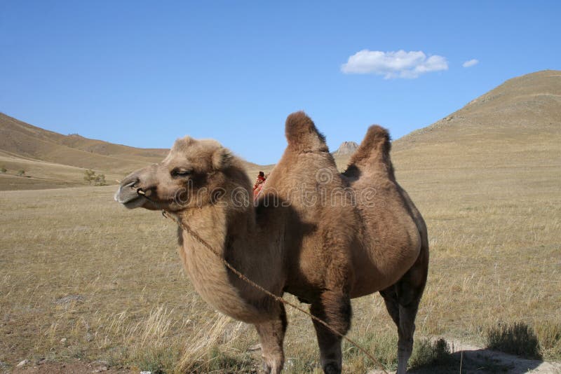 Camellos en pasos de.