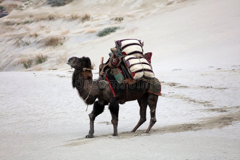 A Camel Used To Carry Loads Stock Image - Image of used, tree: 168105055 A Camel Used To Carry Loads Stock Image - Image of used, tree: 168105055