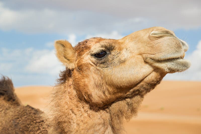 Camel in Wahiba Oman stock image