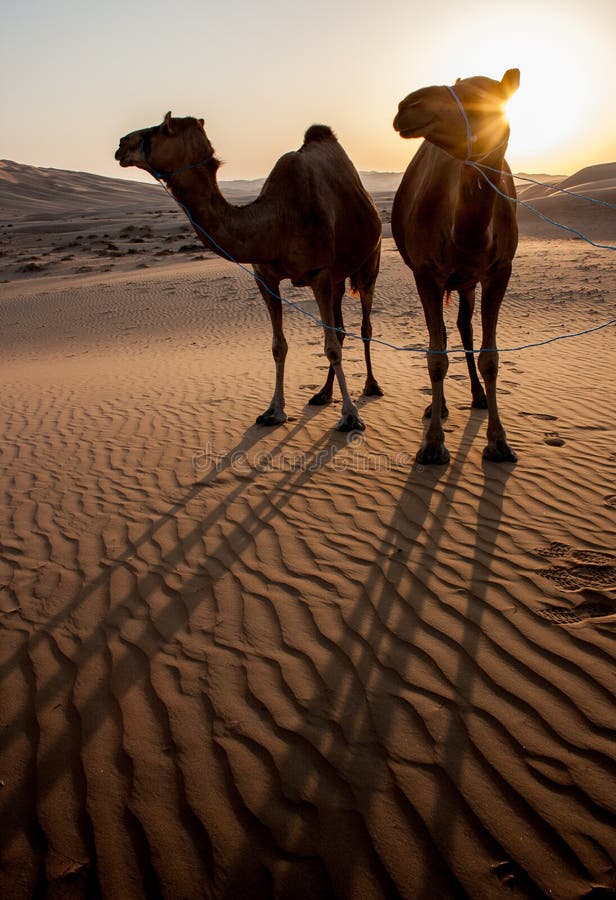 En el mas grande Área en mata, Emiratos Árabes Unidos.