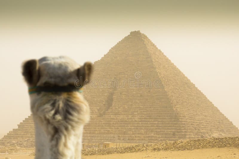Camel watching the Cheops pyramid
