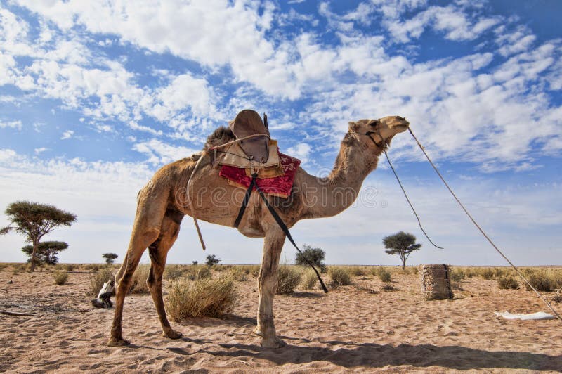 Camel  dromedary sahara desert