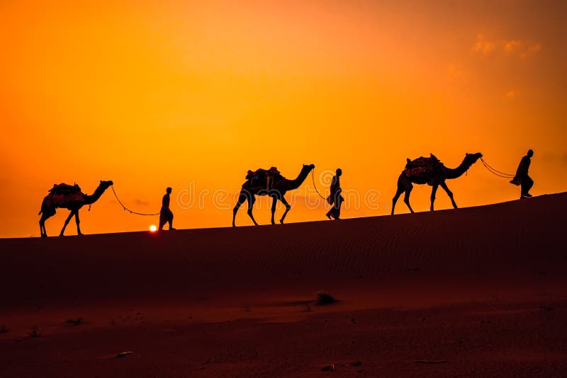 Cameleers, camel Drivers at sunset. Thar desert on sunset Jaisalmer, Rajasthan, India