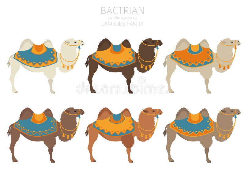 Camelids family collection. Bactrian camel infographic design