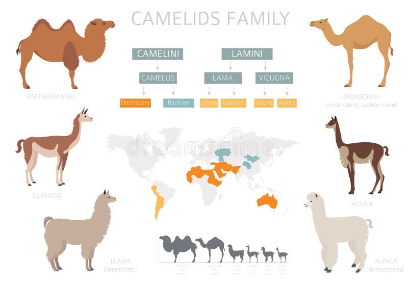 Camel, Llama, Guanaco, Alpaca Breeds Infographic Template Stock Vector ...